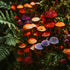 Colorful mushrooms on a mossy surface with green foliage