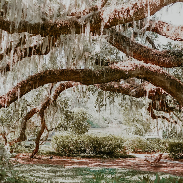 A scenic view of a willow tree with drooping branches covered in moss, set against a backdrop of river and greenery.