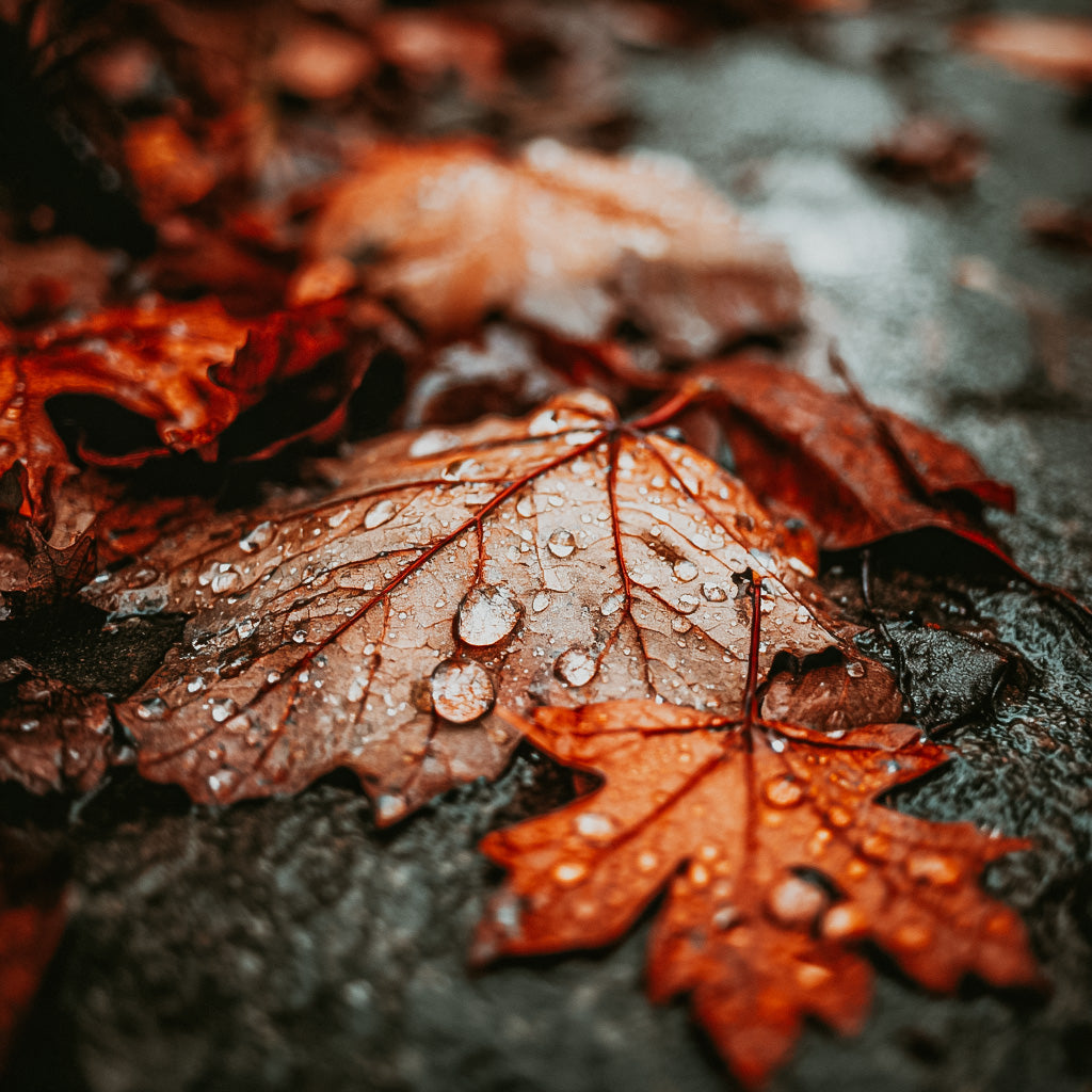 Close-up of wet autumn leaves with water droplets on a dark surface
