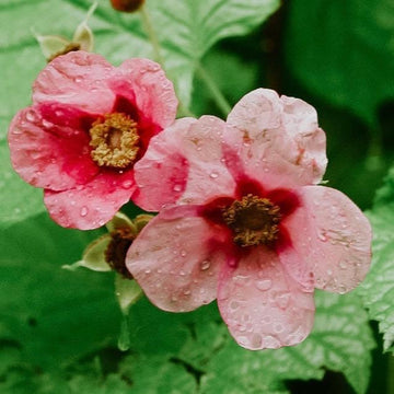 Raspberry Blossom | Fragrance Oil