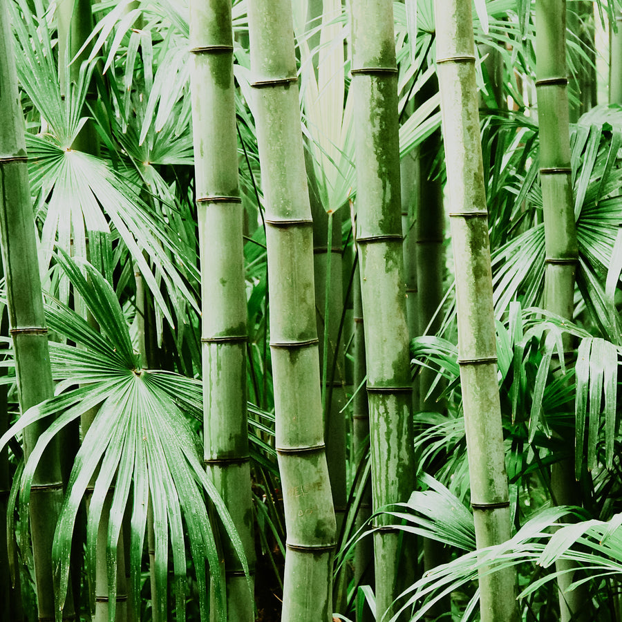Bamboo Garden | Fragrance Oil