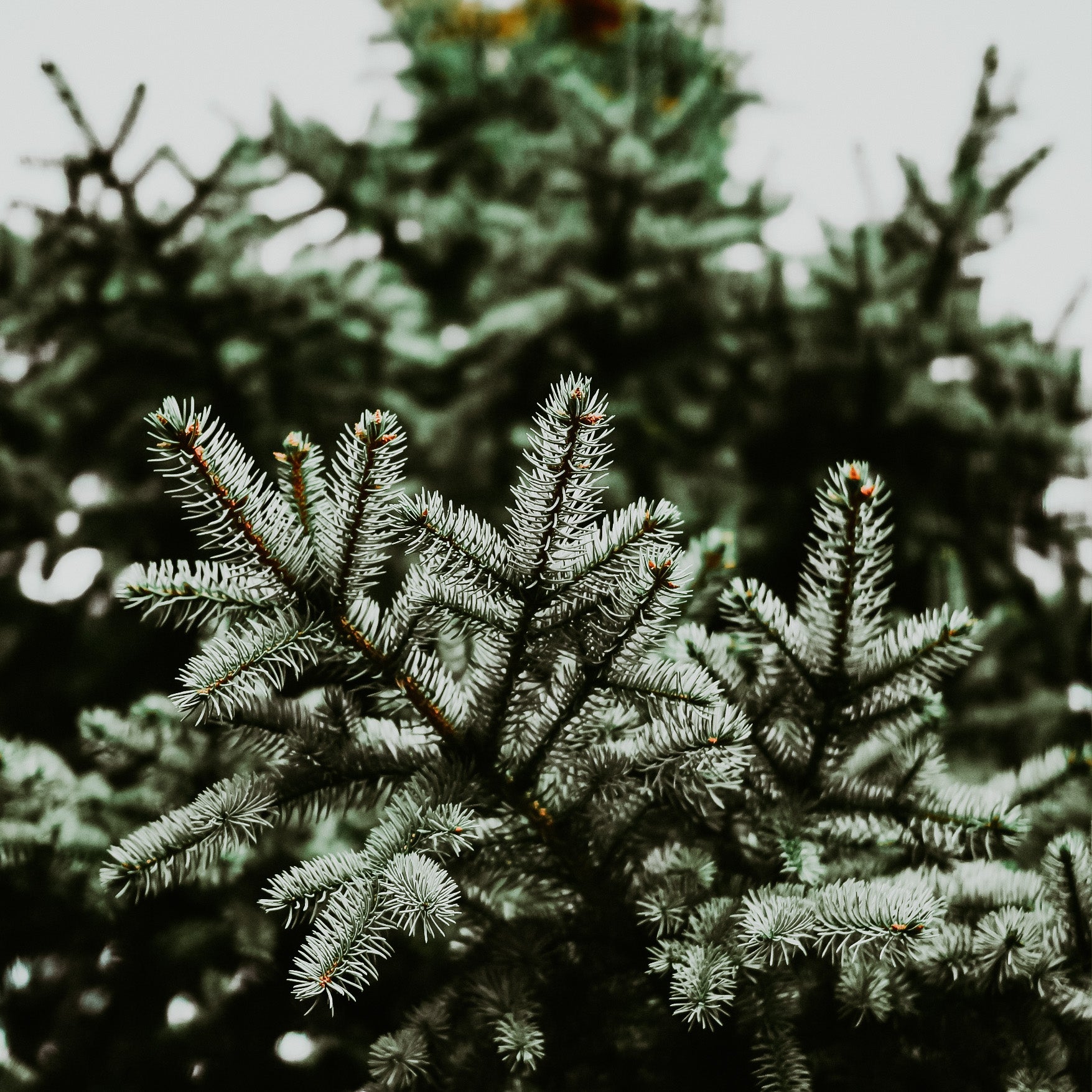 Smoky Spruce (Seasonal) | Fragrance Oil