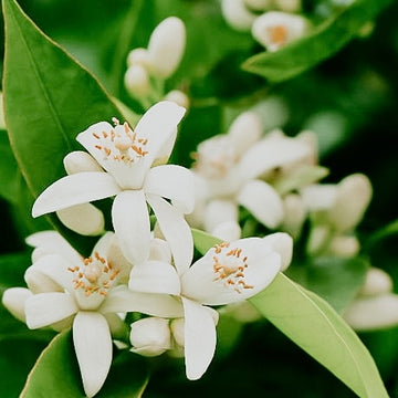 Calamansi Flowers  | Fragrance Oil