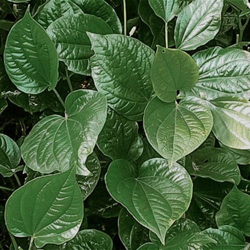 Spiced Mint (Betel Leaf) | Fragrance Oil