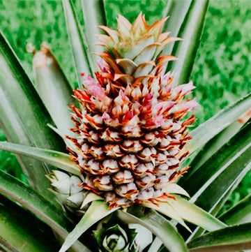 Pineapple Flowers | Fragrance Oil