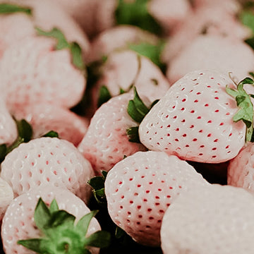 White Strawberries & Crème | Fragrance Oil