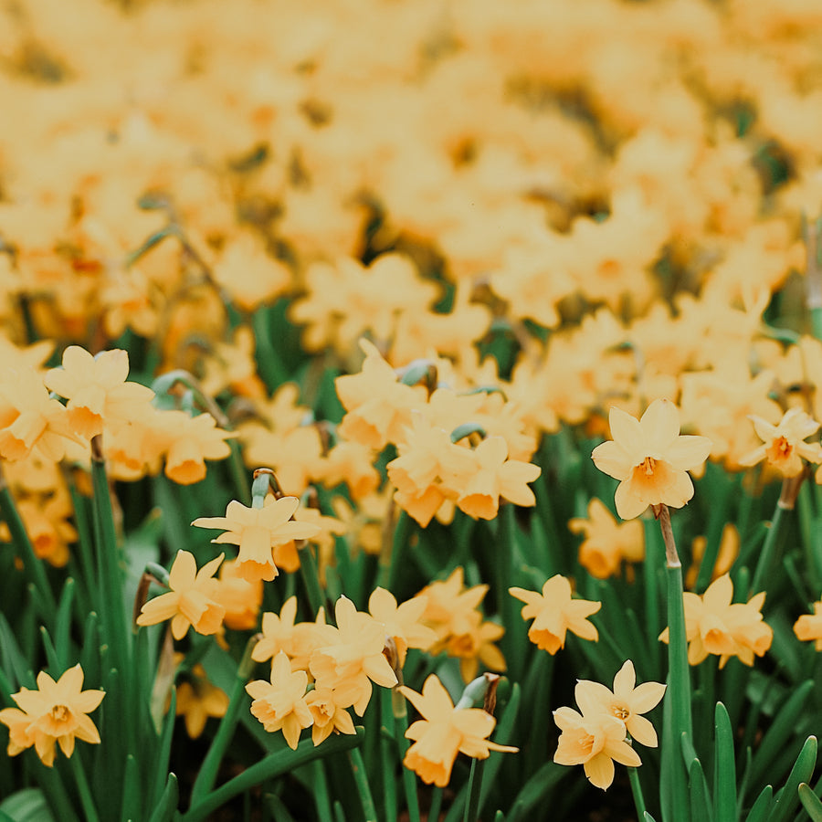 Golden Daffodils | Fragrance Oil