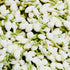 A close-up image of fresh jasmine flowers, predominantly white with green stems