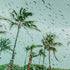 A photo of palm trees viewed through a rain-spotted window, representing the fragrance of rain in Miami.