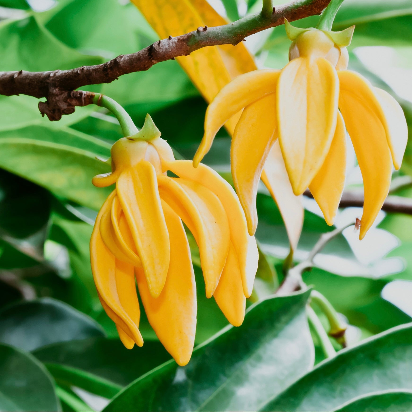 A close-up image of yellow ylang-ylang flowers on a tree branch, with green leaves in the background.