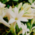 A close-up image of white tuberose flowers with green foliage in the background.